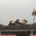05_25-mast.jpg