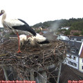 05_25-nest.jpg