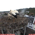 05_30-nest.jpg