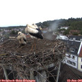 05_35-nest.jpg