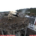 05_40-nest.jpg