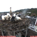 05_45-nest.jpg