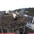 05_50-nest.jpg