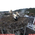 05_55-nest.jpg