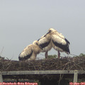 06_00-mast.jpg