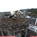06_00-nest.jpg