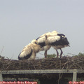 06_05-mast.jpg