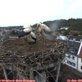 06_05-nest.jpg