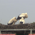 06_10-mast.jpg