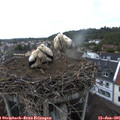 06_10-nest.jpg