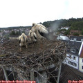 06_15-nest.jpg