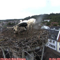 06_20-nest.jpg