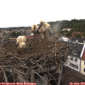 06_25-nest.jpg