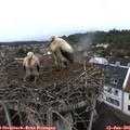 06_30-nest.jpg
