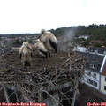 06_35-nest.jpg