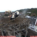 06_40-nest.jpg