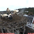 06_45-nest.jpg