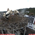 06_50-nest.jpg