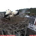 06_55-nest.jpg