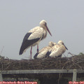 07_00-mast.jpg