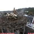 07_00-nest.jpg