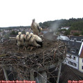 07_05-nest.jpg