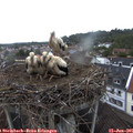 07_10-nest.jpg
