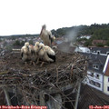 07_15-nest.jpg