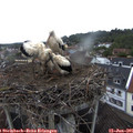 07_20-nest.jpg