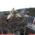 07_25-nest.jpg