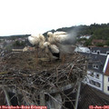 07_30-nest.jpg