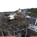 07_35-nest.jpg