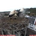 07_40-nest.jpg