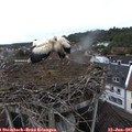 07_45-nest.jpg