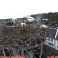 07_50-nest.jpg