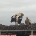07_55-mast.jpg