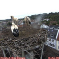 07_55-nest.jpg