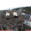 08_00-nest.jpg
