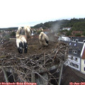 08_05-nest.jpg