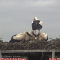08_10-mast.jpg