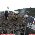 08_15-nest.jpg