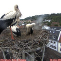 08_25-nest.jpg