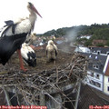08_30-nest.jpg