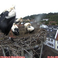 08_35-nest.jpg