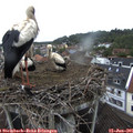 08_40-nest.jpg