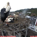 08_45-nest.jpg