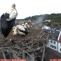 08_50-nest.jpg