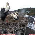 08_55-nest.jpg