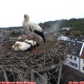 09_00-nest.jpg