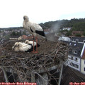 09_05-nest.jpg